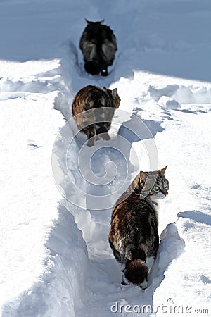 Three cats running through the snow Stock Photo