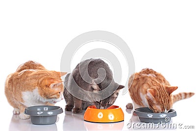 Three cats sitting at their food bowls Stock Photo
