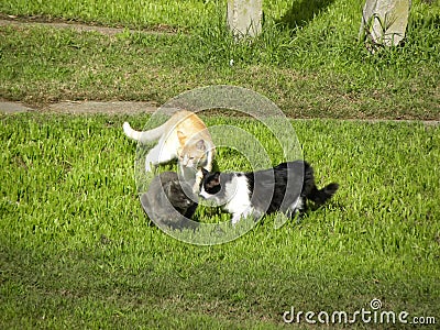 Three cats sniffing on the grass Stock Photo