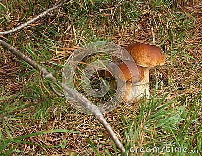 Three ceps. Stock Photo