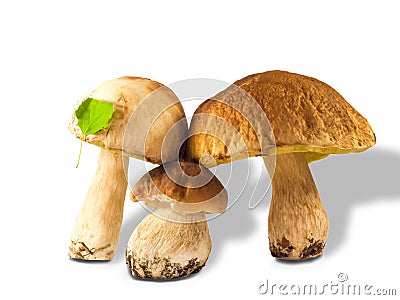 Three ceps Stock Photo