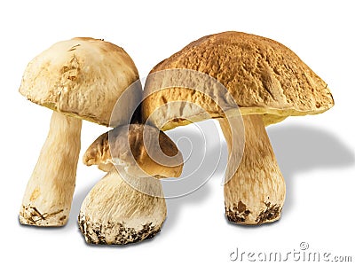 Three ceps Stock Photo