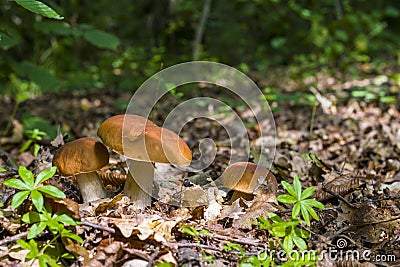 Three ceps mushrooms in deciduous forest Stock Photo