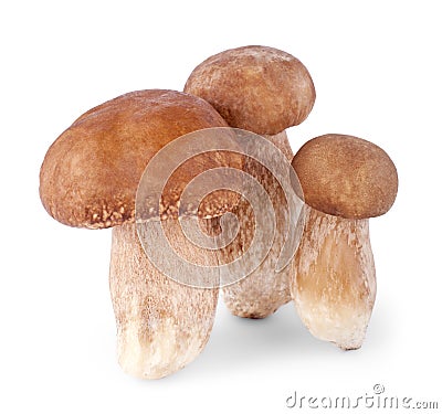 Three ceps on white Stock Photo