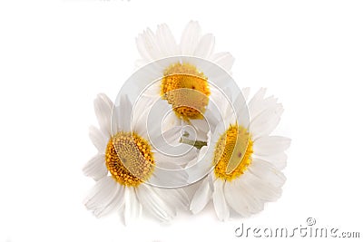 Three chamomile or daisies isolated on white background Stock Photo