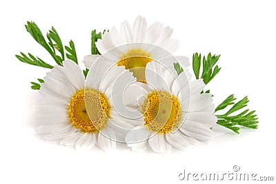 Three chamomile or daisies with leaves isolated on white background Stock Photo