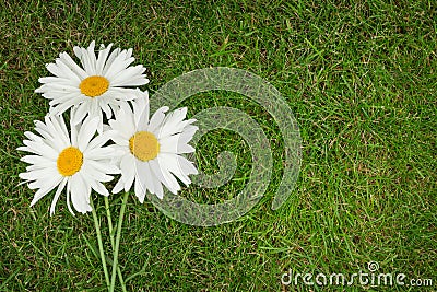 Three chamomile flowers over green grass Stock Photo