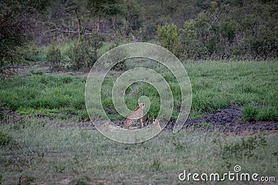 Three Cheetahs hiding in a drainage line Stock Photo