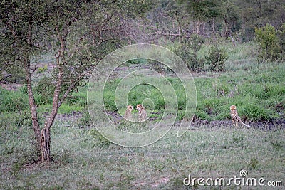 Three Cheetahs hiding in a drainage line Stock Photo