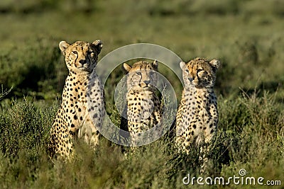 Three Cheetahs sitting, Serengeti Stock Photo