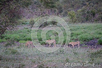 Three Cheetahs walking in a drainage line Stock Photo