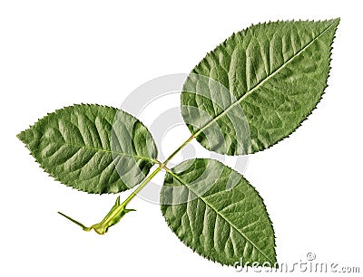 Three cherry tree leaves on a stick Stock Photo