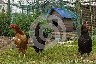 Three chickens in an enclosure in a farmyard Stock Photo
