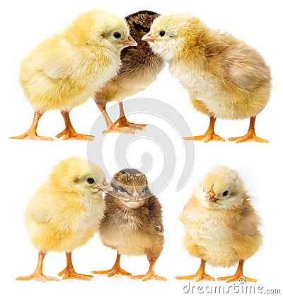 three chickens isolated on a white Stock Photo