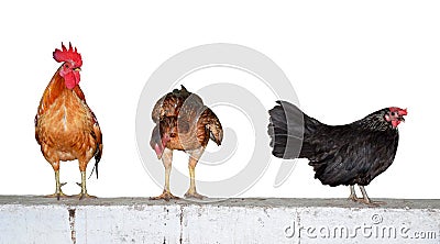 Three chickens on wall isolate on white background Stock Photo