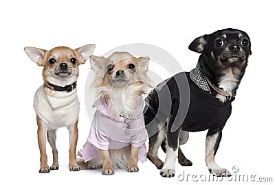 Three Chihuahuas, 1 and 3 years old Stock Photo