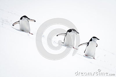 Three chinstrap penguins surf down snowy hill Stock Photo