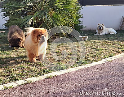 Three chow-chow dogs in the garden Stock Photo