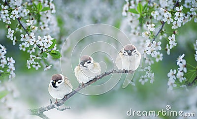 Three chubby little funny birds sparrows sitting on a branch of cherry blossoms with white buds in the may spring garden Stock Photo