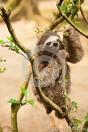 Three clawed sloth Stock Photo