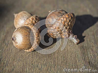 Three close up acorn on oak wooden desk Stock Photo