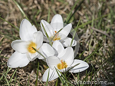 three close up macro pure white Crocus vernus. Spring flower on green leaves bokeh background, selective focus, top view Stock Photo