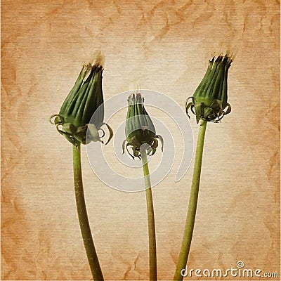 three closed dandelion flowers in rerto art background Stock Photo