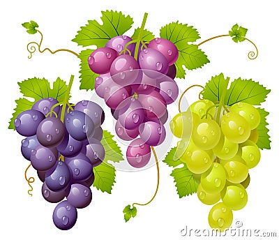 Three cluster of grapes Vector Illustration