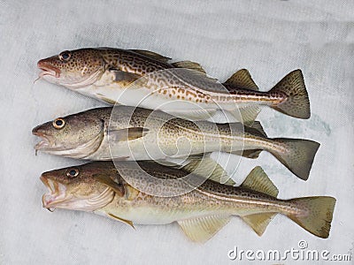 Three codfish Stock Photo