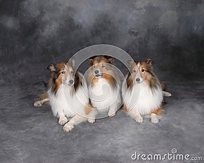 Three Collies Stock Photo