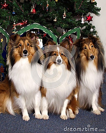 Three Collies in Front of a Christmas Tree Stock Photo