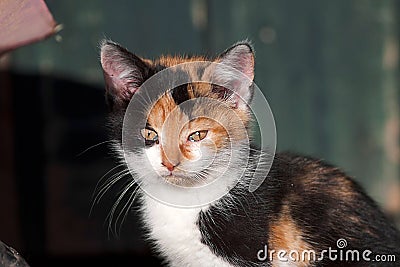 Three color baby cat, cute kitten face portrait Stock Photo