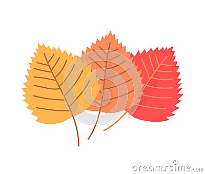 Three color birch leaf on white background Vector Illustration