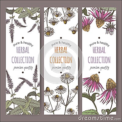 Three color vector herbal labels with peppermint, chamomile and echinacea Vector Illustration