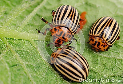 Three Colorado potato beetle Stock Photo