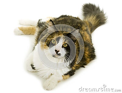 Three-colored Cat Stock Photo