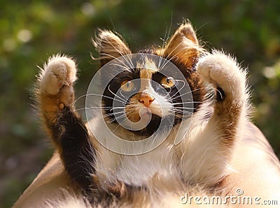 Three colored she kitten on human lap play Stock Photo