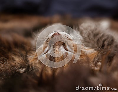 A three colored kitten sleeping on a fur blanket Stock Photo