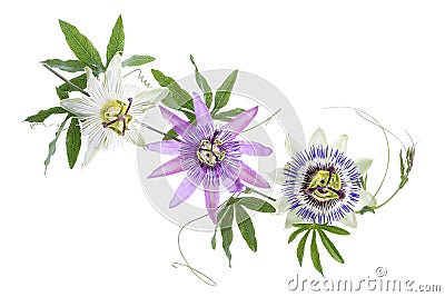 Three colored passion flower purple, white, blue, hanging isolated on white Stock Photo