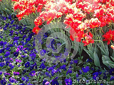 Three-colored violas and red tulips. Stock Photo