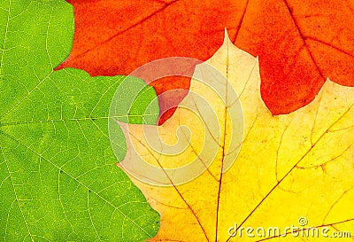 Three colorful autumn maple leaves Stock Photo
