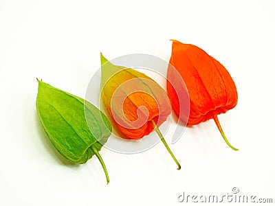 Three colorful physalis Stock Photo