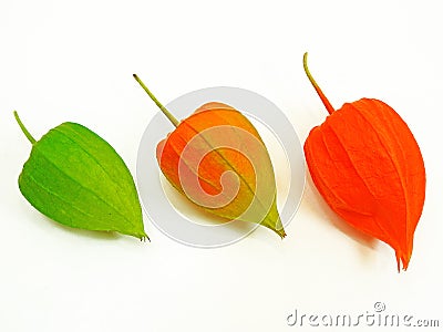 Three colorful physalis Stock Photo