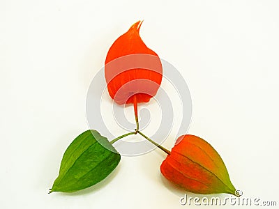 Three colorful physalis Stock Photo