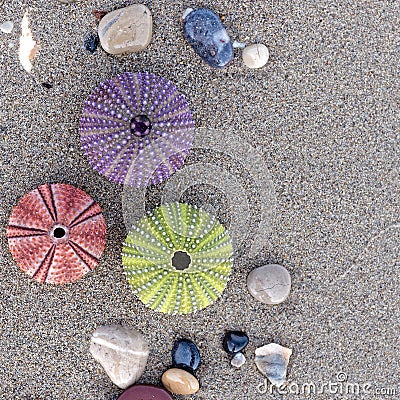 Variety of colorful sea urchins on the beach Stock Photo