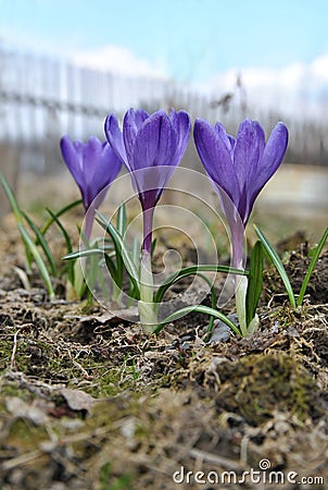 Three colorful spring crocus flower. Stock Photo