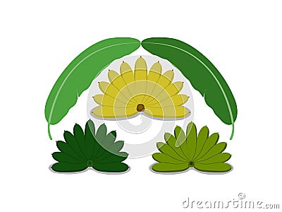 The three colors banana fruits and leaves Vector Illustration