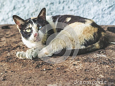 Three colors homeless blind cat. Dirty cat looking with one eye Stock Photo