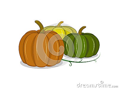 The three colors of pumpkins Vector Illustration