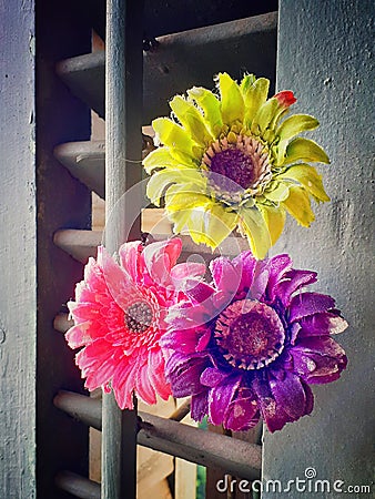 Three coloured flowers indoor. Stock Photo
